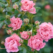 Pink Roses